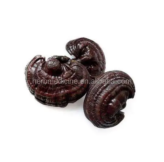 Dried Lingzhi Mushroom Cultivation Ganoderma Lucidum Meat Mushroom