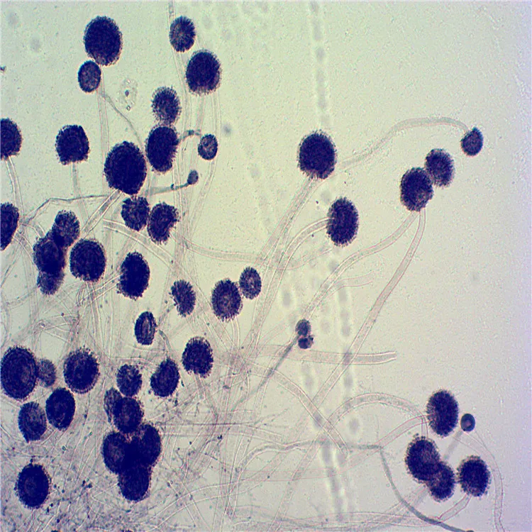 Высококачественный базовый биологический Набор для обучения микроскопу, подготовка слайдов для детей, студентов в области биологии, науки о природе