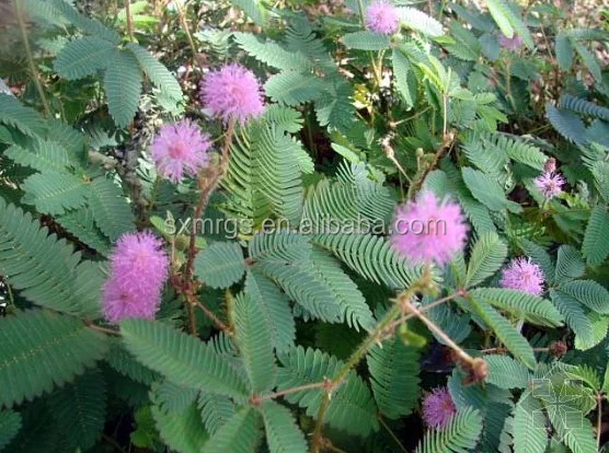 Mimosa Hostilis Root Bark Extract Mimosa Extract Mimosa Hostilis Powder Buy Mimosa Hostilis Root Bark Extract Mimosa Extract Mimosa Hostilis Powder Product On Alibaba Com