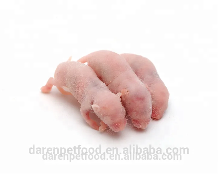 Nutritious Frozen Pinky Mice For Reptiles Alibaba Com