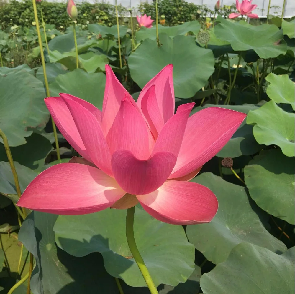 Red Water Lily Seeds Lotus Seeds For Growing Buy Red Water Lily Seed Pink Water Lily Seeds Blue Water Lily Seeds Product On Alibaba Com