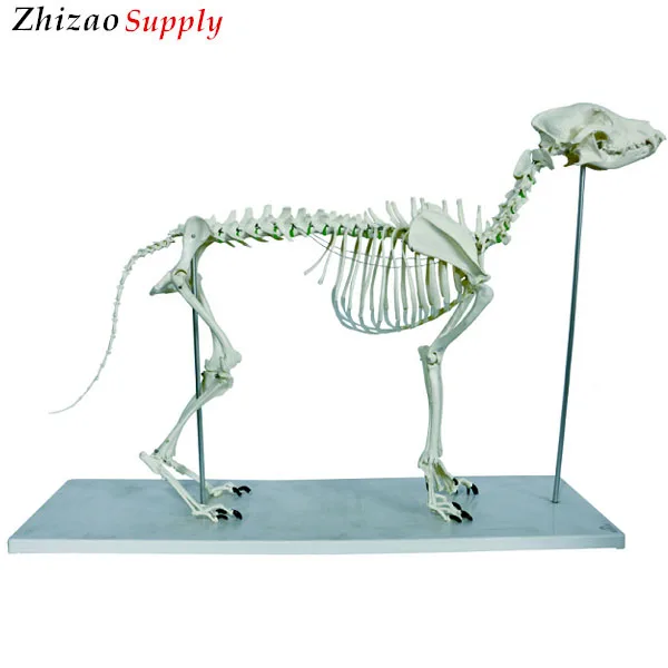 Animal Large Dog Skeleton Anatomical Model - Buy Large Dog Skeleton  Model,Big Dog Skeleton Model,Dog Anatomical Model Product on 