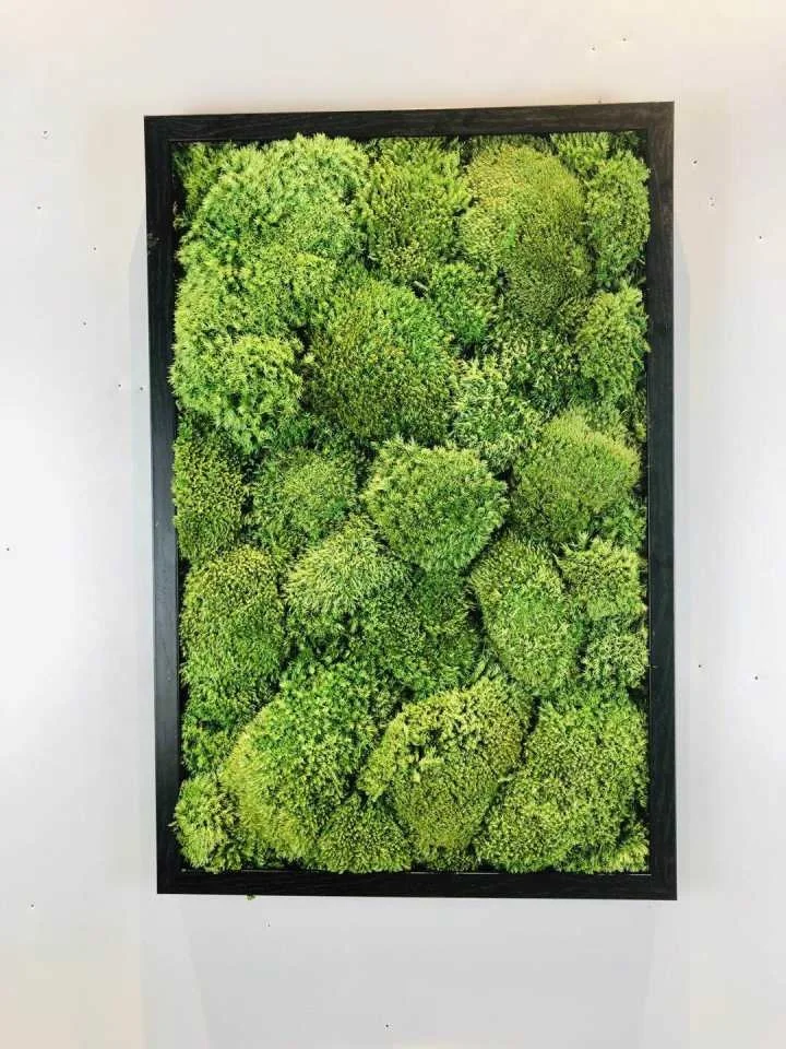 Красочный сохраненный Королевский мох для бассейна