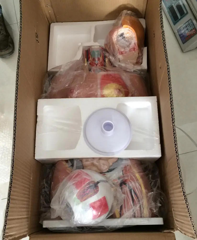 
 Торс унисекс, 85 см, 23 части, медицинская анатомическая обучающая анатомия, модель человеческого торса  