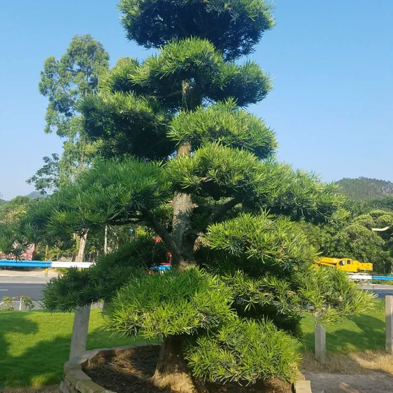 素敵な形のpodocarpusツリー Buy 大盆栽マキ 屋外盆栽マキ 大マキの木 Product On Alibaba Com