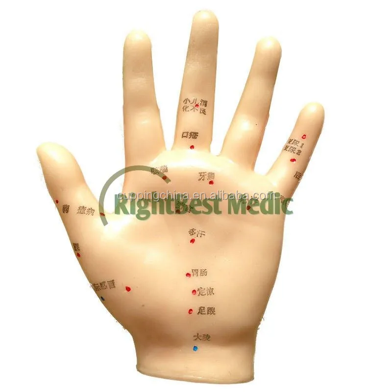 13 см на английском языке медицинская акупунктурная модель ручной акупунктурные точки ручная иллюстрирует органов по