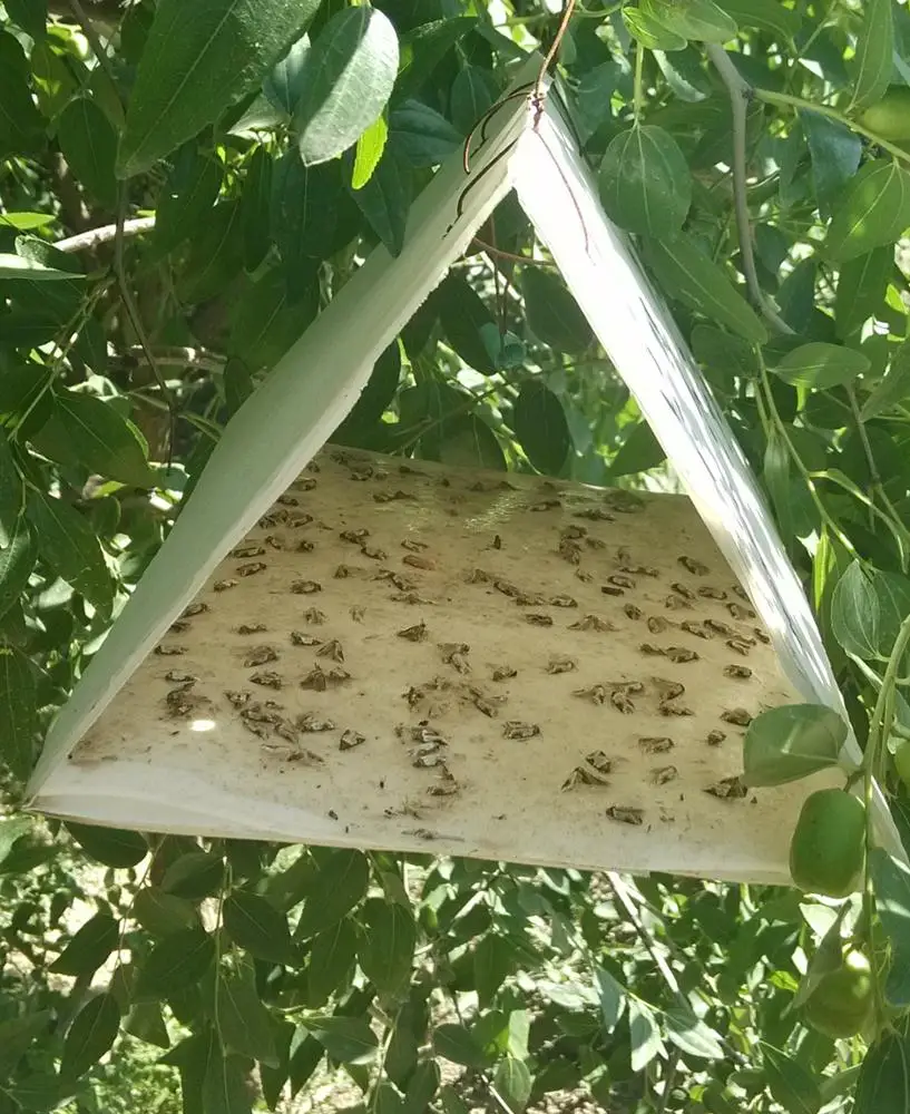 Delta Trap, Pheromone Trap for Agriculture Pest Control