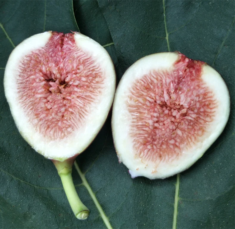 2021 Fresh Fruit Plant Seeds Of Ficus Carica For Planting Buy Seeds Of Fruit Trees Bonsai Fruit Tree Seeds Passion Fruit Seed Separating Machine Product On Alibaba Com