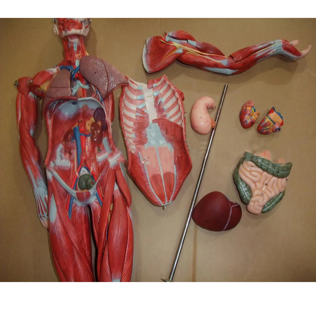170/80 Cm Pantalla Extraíble Sistémica Músculo Humano Anatomía Modelo - Buy  Modelo Muscular Humano,Modelo De Anatomía Muscular Humana,Modelo De Anatomía  Del Cuerpo Humano Product on 
