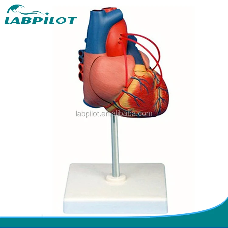 Cuore Umano Modello Bypass Cuore Umano Anatomia Modello Buy Cuore Bypass Modello Bypass Cuore Umano Anatomia Modello Product On Alibaba Com