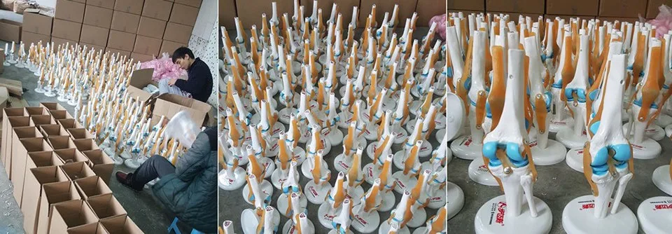 Медицинская научная модель человеческого заболевания печени медицинская обучающая для обучающего оборудования Обучающие ресурсы