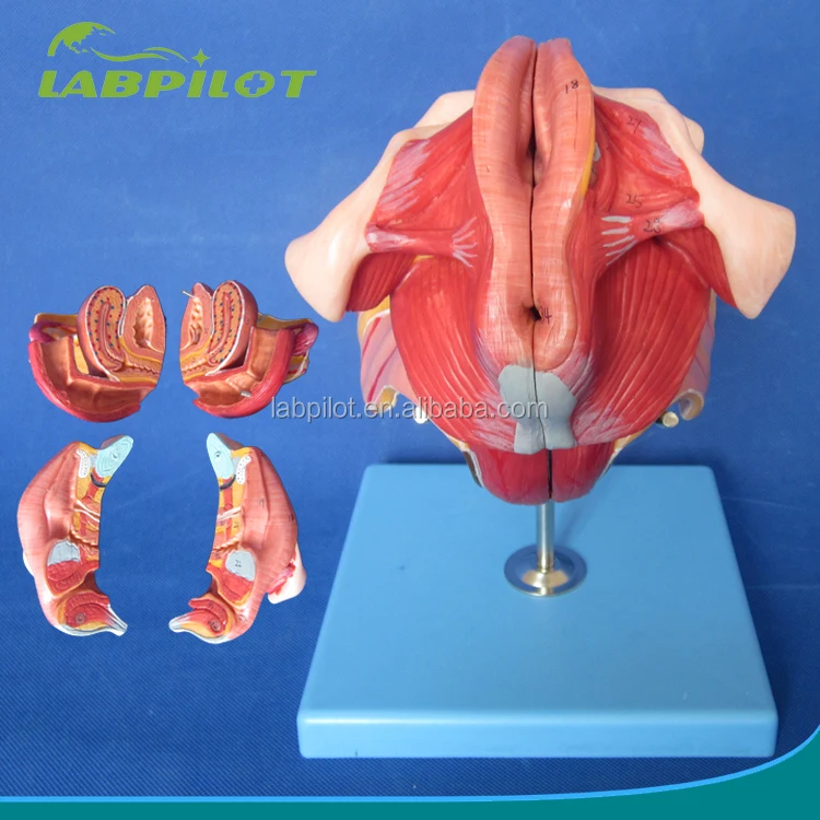 女性の会陰部と内部および外部の女性の生殖器モデル Buy 女性内部性器オルガンモデル 男性生殖器のモデル 人体解剖オルガンモデル Product On Alibaba Com