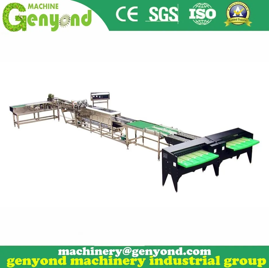 Brand New Automatic Egg Sorting Machine