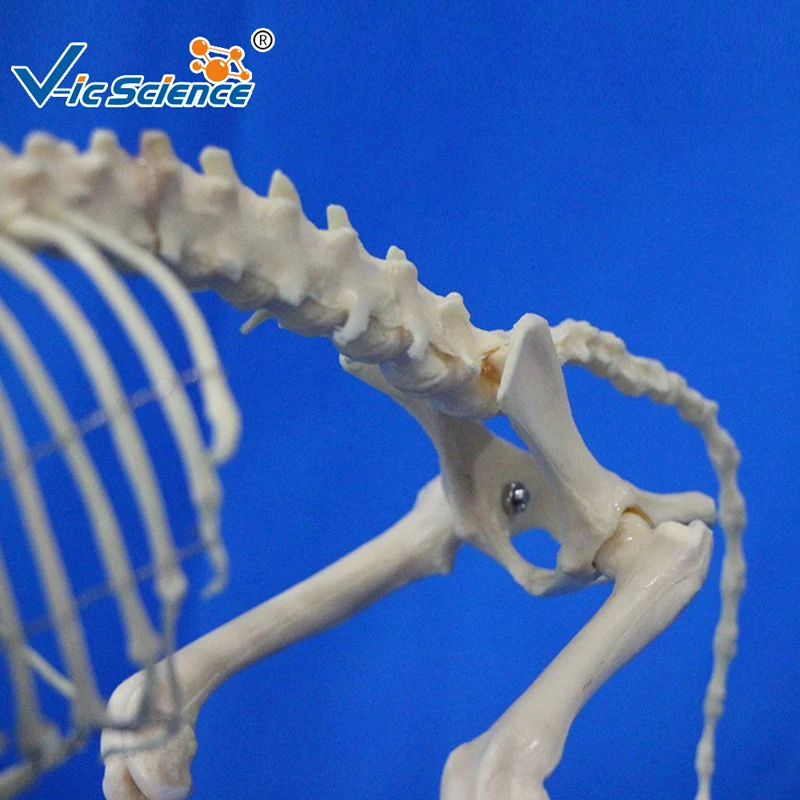 
Hot selling dog skeleton model animal anatomy skeleton medical teaching model 