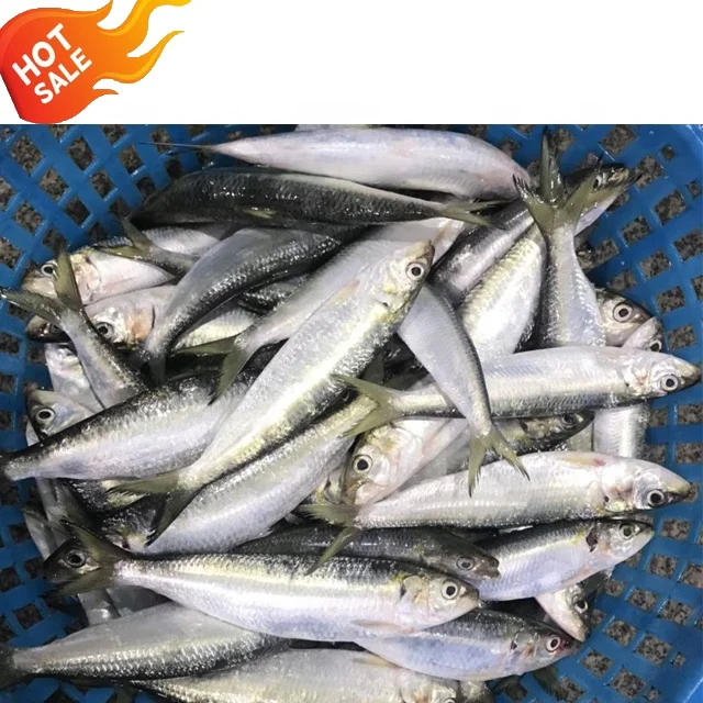 frozen bait for sale