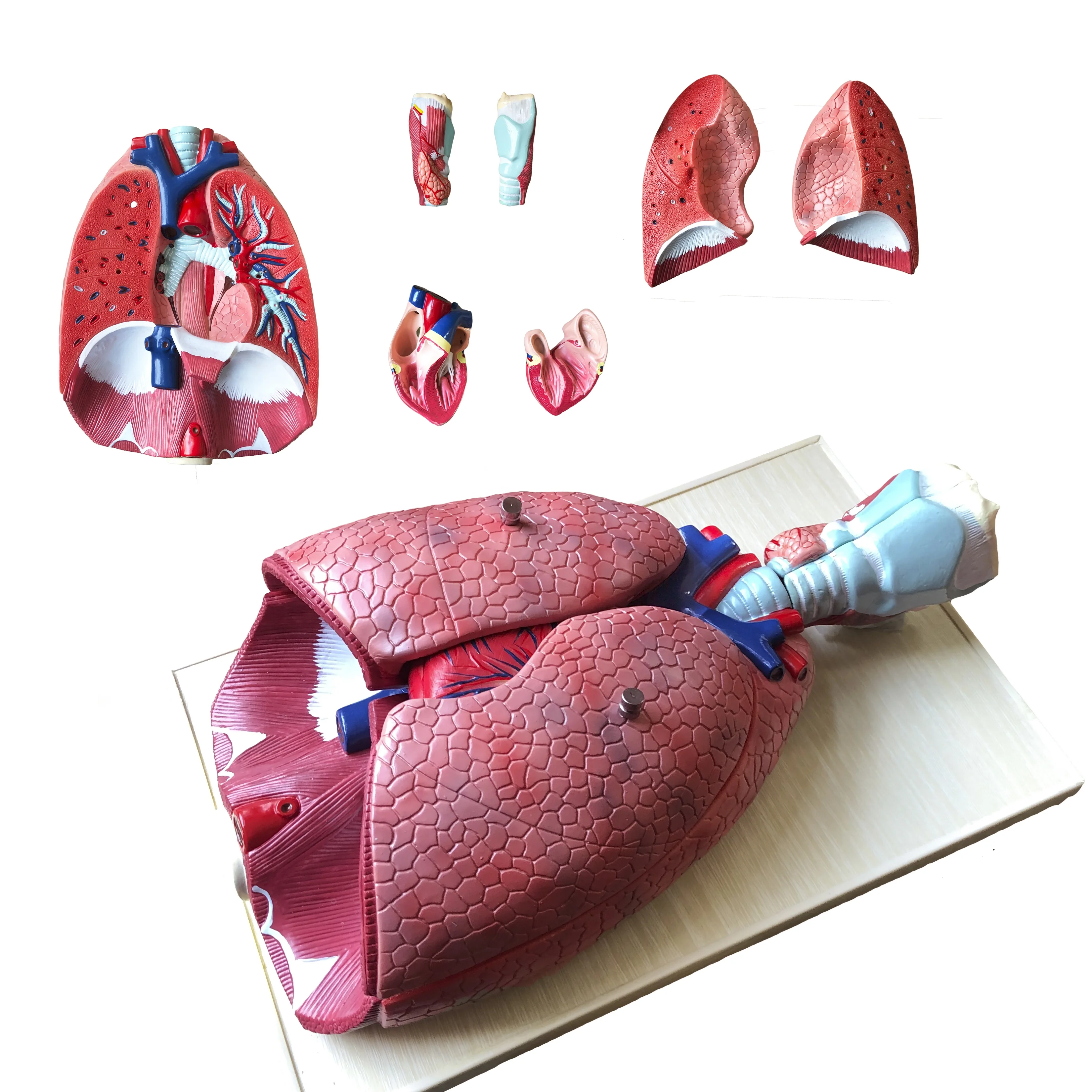 Mô hình hệ hô hấp và túi phế nang phóng đại  Thiết Bị Y Tế Huê Lợi