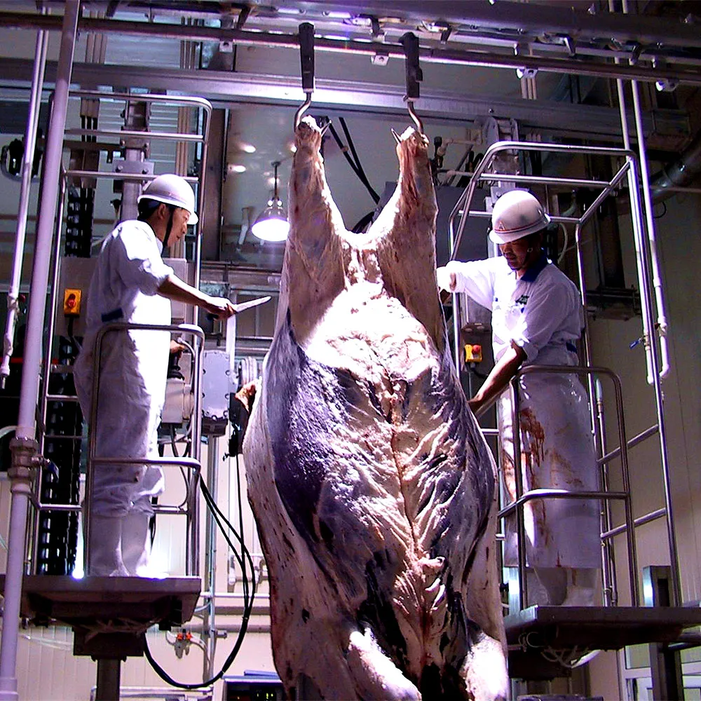 Halal meat slaughtering machinery camel slaughterhouse craft