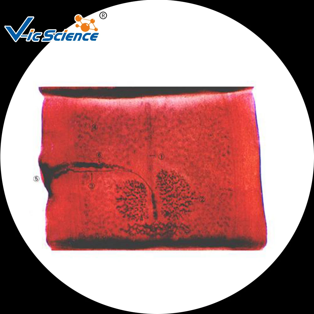 
 Медицинские паразитологические слайды, образовательные подготовленные слайды  