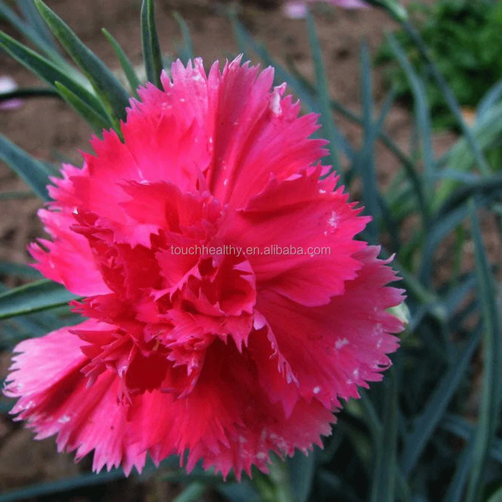 Taman Bunga Anyelir Biji Dianthus Caryophyllus Biji Claveles Biji Untuk Menabur 1000 Biji Tas Buy Anyelir Dianthus Caryophyllus Biji Claveles Biji Product On Alibaba Com