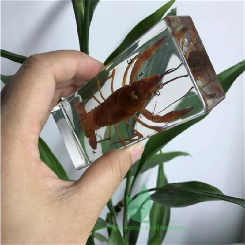 
Рамка из прозрачной смолы, реальный лобстер, встроенный полезный обучающий образец, пластиковая рамка для школы 