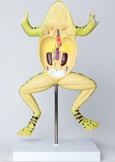 Gelsonlab HSBM-408 Anatomical Frog Model Plastic Frog Model Frog Anatomy Model
