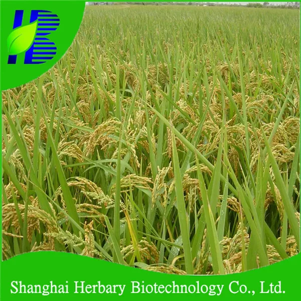 high yield hybrid rice seeds for cultivating