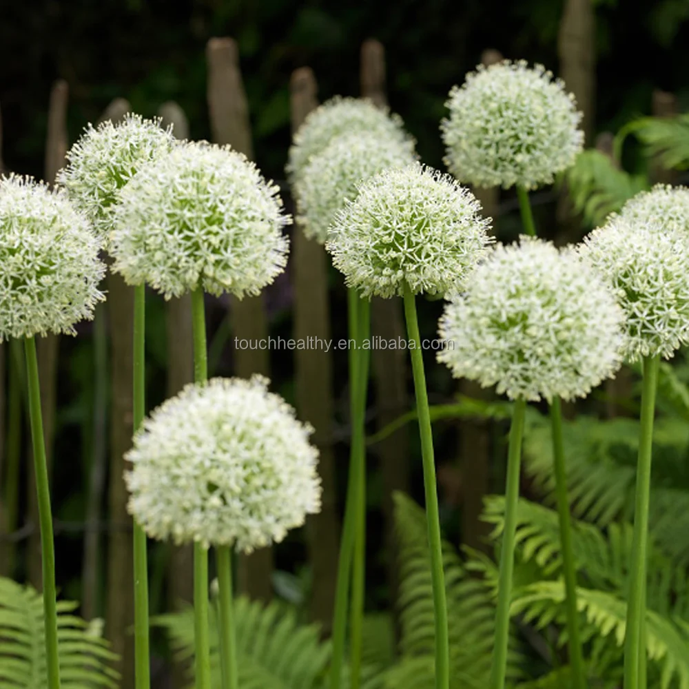 21 Touchhealthyサプライアリウムギガン球根花球根 Buy アリウムgigan電球 花電球 電球 Product On Alibaba Com