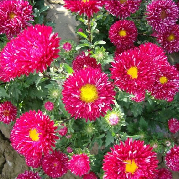 不同种类的中国紫aster 种子callistephus Chinensis 花种子培育 Buy China Aster Seeds Callistephus Chinensis Flowers Seeds China Aster Seeds Callistephus Chinensis Flowers Seeds Product On Alibaba Com