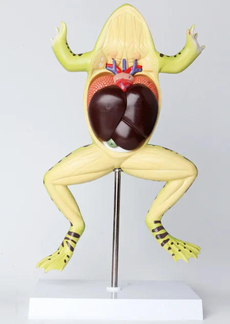 Gelsonlab HSBM-408 Anatomical Frog Model Plastic Frog Model Frog Anatomy Model