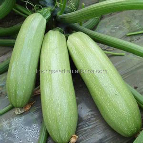 緑のズッキーニ 夏のカボチャの種 中国の野菜の種の価格 Buy 夏スカッシュ種子価格 ズッキーニ 中国野菜の種 Product On Alibaba Com