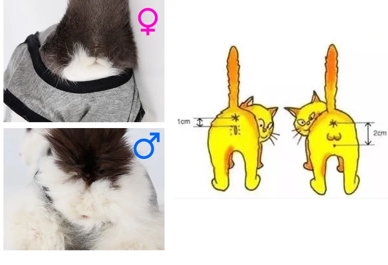 e collar alternative diy cat