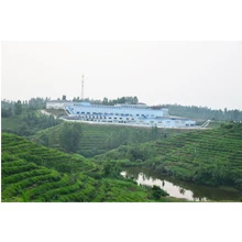 Suizhou Shennong Tea Co., Ltd. 2
