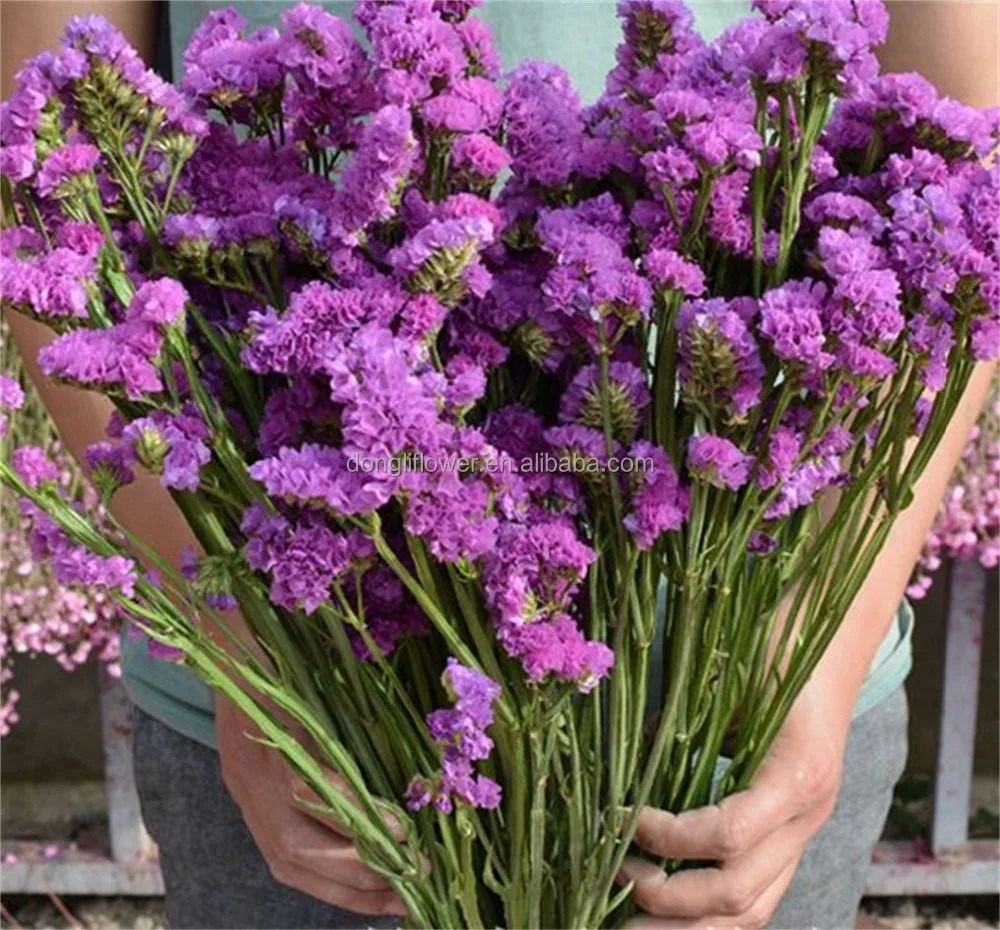 Dried Natural Forget Me Not Flower Sea Lavender Statice Flower Buy Forget Me Not Flowers Scalavender Flower Sea Lavender Product On Alibaba Com