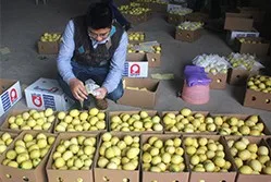 Lemon Fruit Size Weight Grading Sorting Machine Sorter