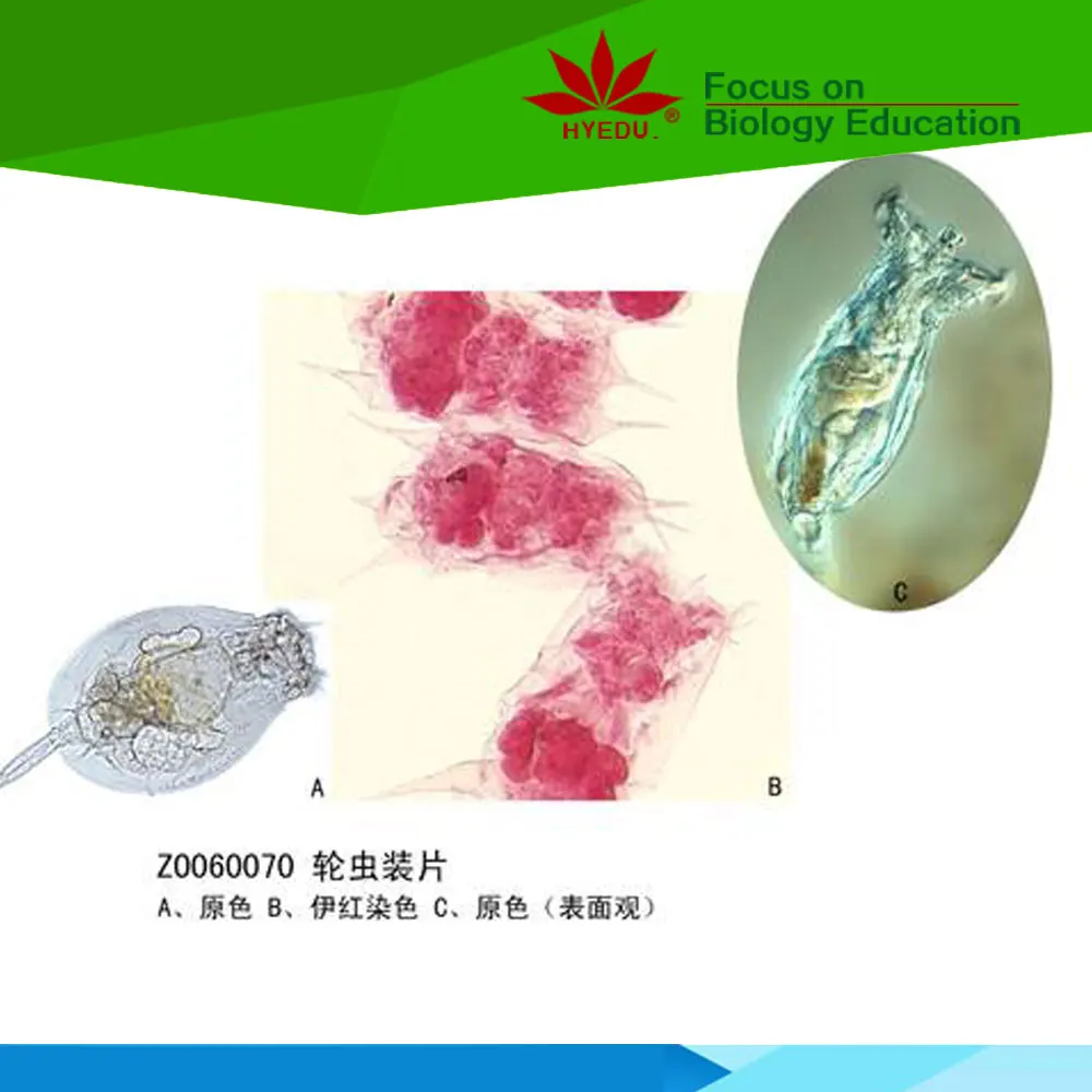 Индивидуальные недорогие слайды rotifer w m для приготовления микроскопа