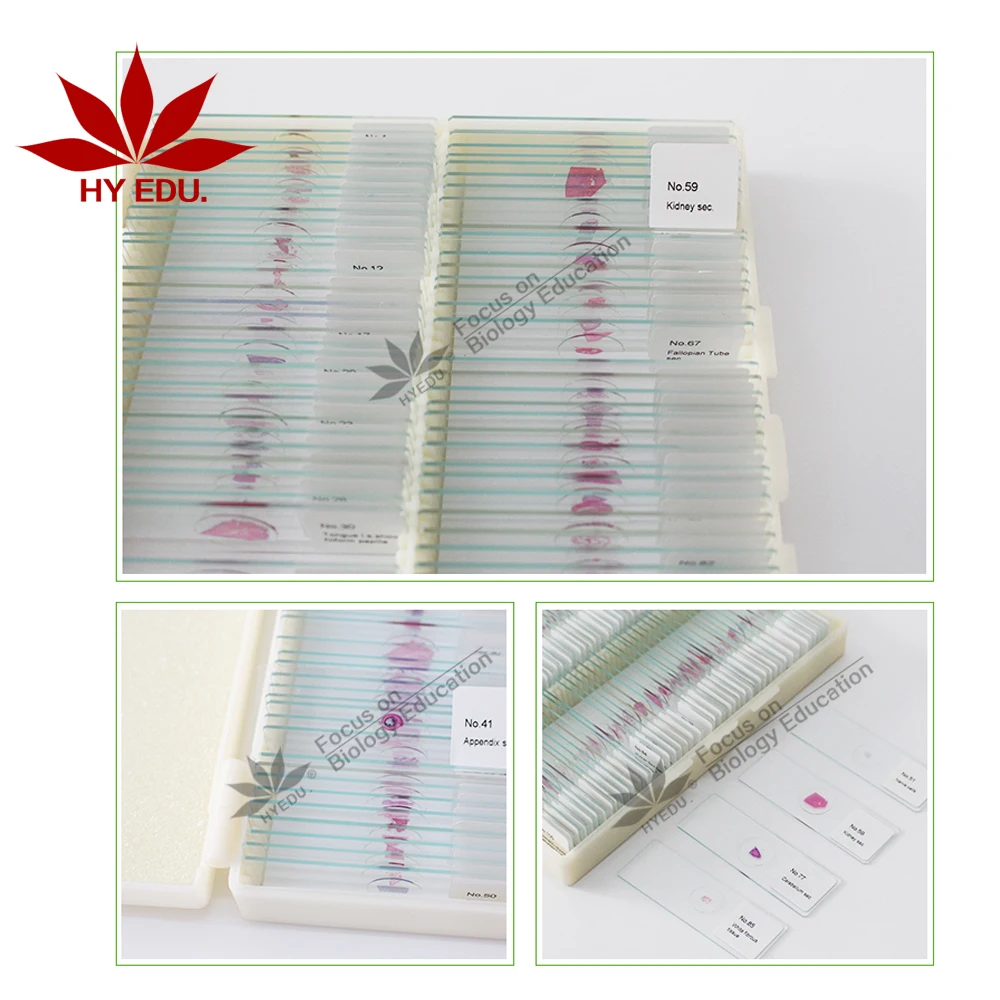 
 Лидер продаж, микроскоп для высокого образования, слайды, 100 видов гистологии человека  