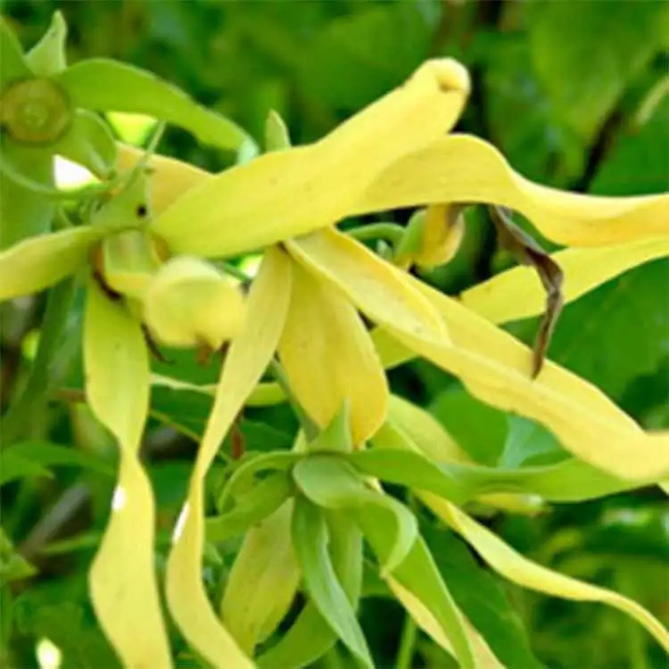 Сандал иланг иланг. Ylang.