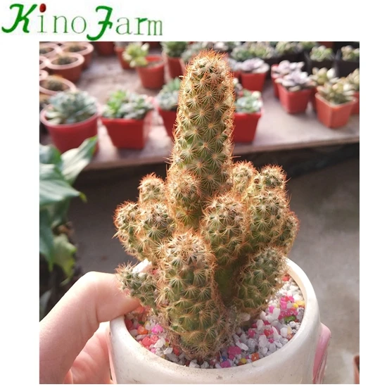 あらゆる種類のサボテン Buy Cactus Colorful Cactus Lucky Cactus Product On Alibaba Com