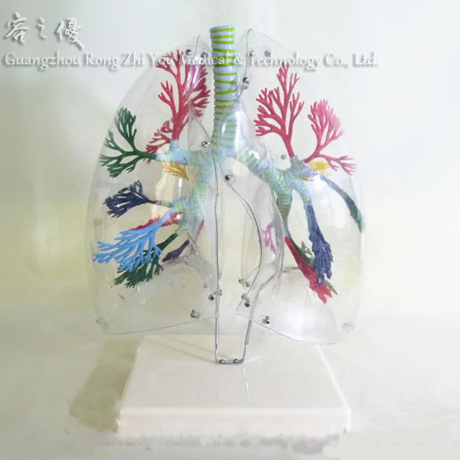 R090205人間の透明な肺の医療解剖学構造モデル教材 - Buy 人間の肺モデル、医療解剖構造モデル、教育補助モデル Product on  Alibaba.com