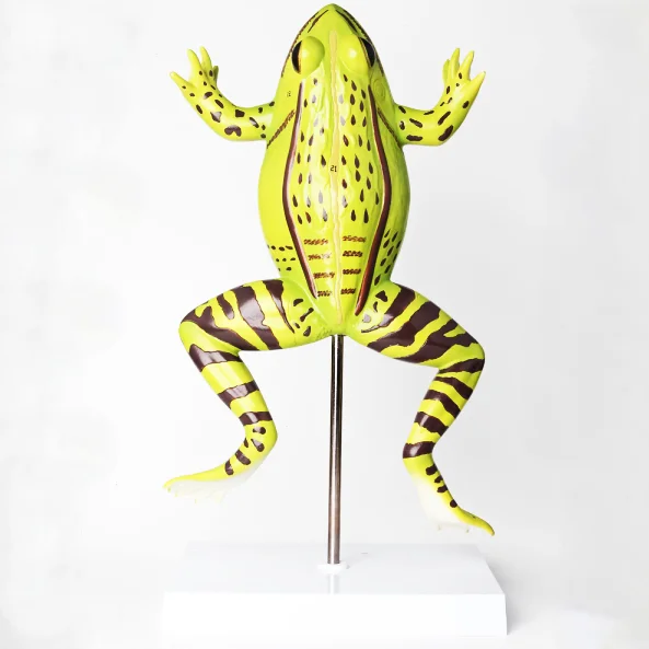 Gelsonlab HSBM-408 Anatomical Frog Model Plastic Frog Model Frog Anatomy Model