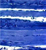 Набор слайдов для микроскопа с животными изучения качества исследования зоологии гистологии подготовленные слайды