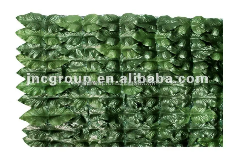 efeutute hellgrün Efeutute Scindapsus Pictus Trebie, Aureum, N'joy, Marble Queen – vielgrün