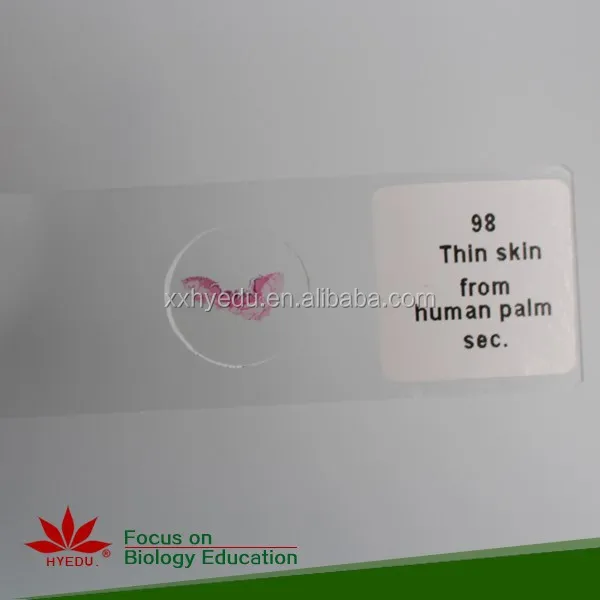 
Высококачественные тканевые предметы, биологический микроскоп, стекло, человеческая гистология, подготовленные предметы, предметы для человеческого тела, предметы для микроскопа 