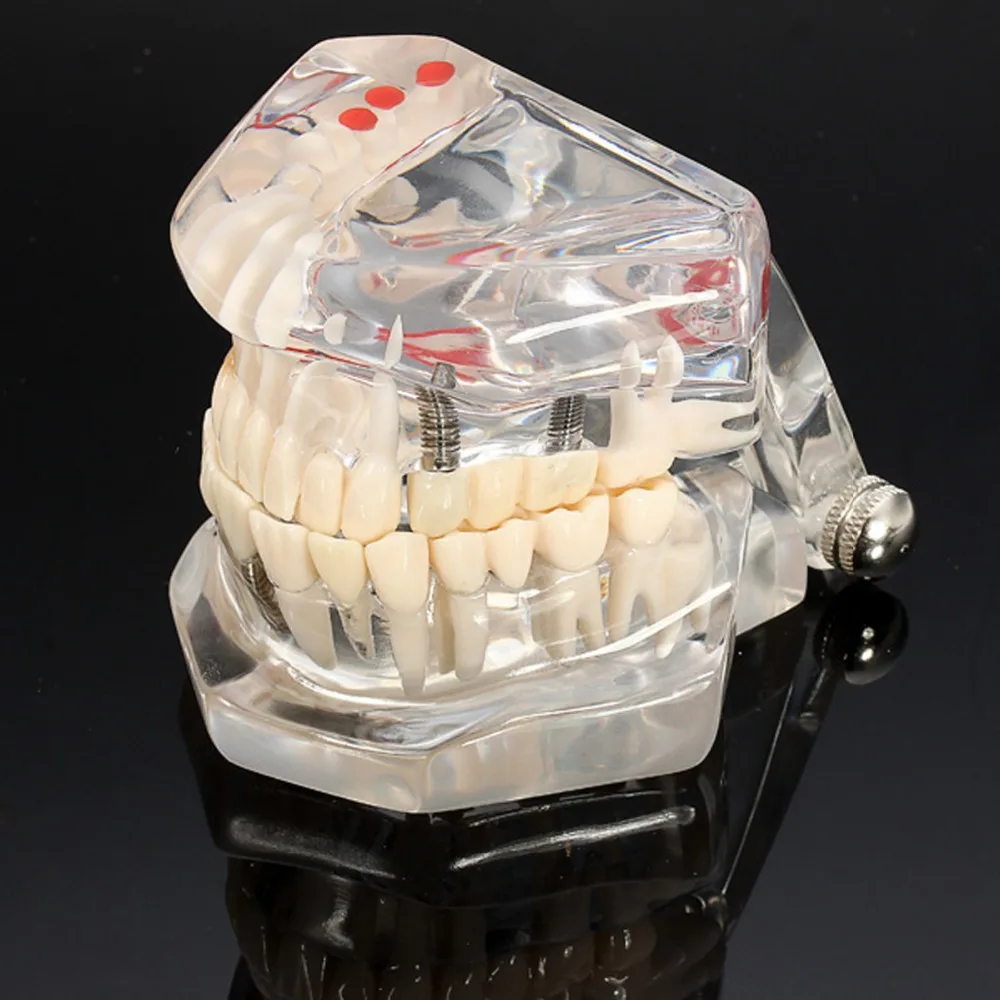 Китайский поставщик стоматологические модели модель симулятора родов