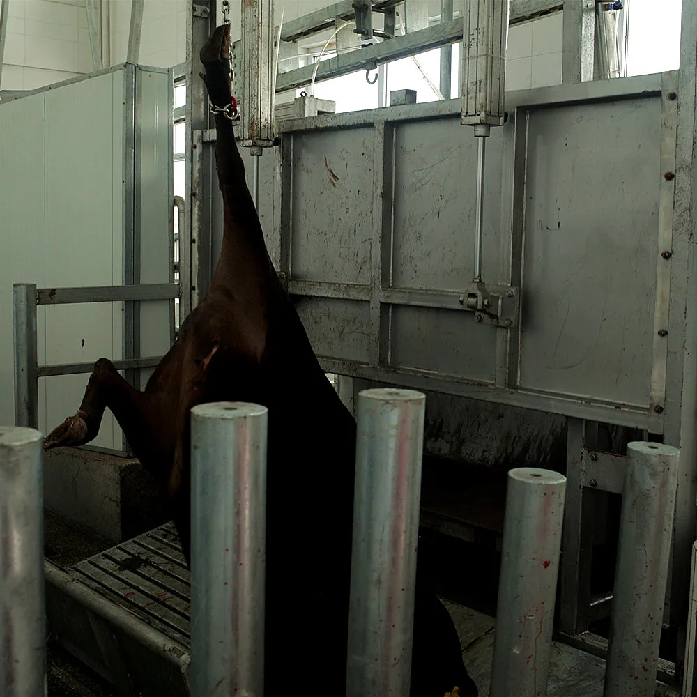 Kosher beef and mutton cutting machine butcher slaughterhouse