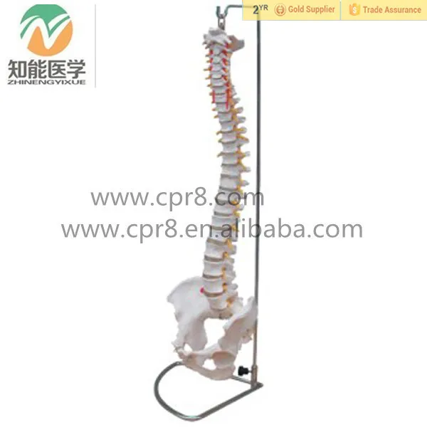 Анатомических человеческого обучения пластиковые медицинские позвоночника модели
