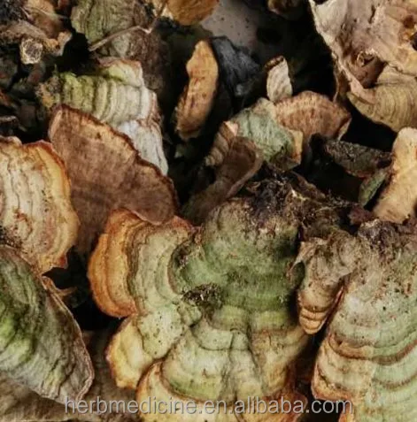 Оптовая продажа сушеный натуральный цельный грибок Coriolus unicolor для продажи