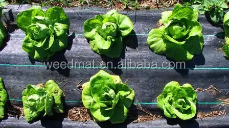 ground cover 6