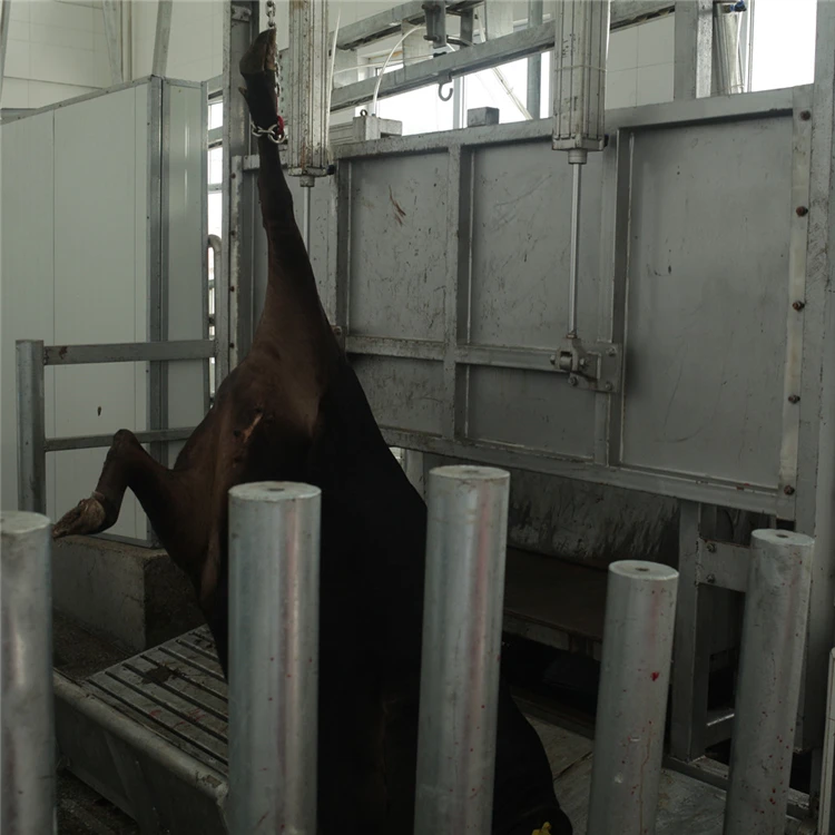 250 Cattle Hour Halal Meat Processing Humane Beef Slaughterhouse