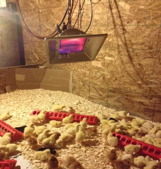 THD2606 Infrared Heating System Poultry Farm House Gas Brooder